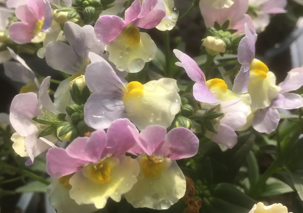 Nemesia Easter Bonnet